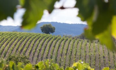 Visite guidate tra design e vino…scopri ARCHITETTO IN CANTINA